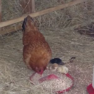 Red hen hatched out 3.  Black hen hatched 8 & 1 is already missing.  Red hen's are about 10 days old. And black hen's are about 3 days old.  Will post better pics of chicks soon.