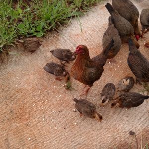 Momma hen that hatched 5 & had 3 more migrate to her are all integrating well with flock.  Pic is over a week old.  Have lost 5 to a fox last week when I let them out one day and had to leave.  :(