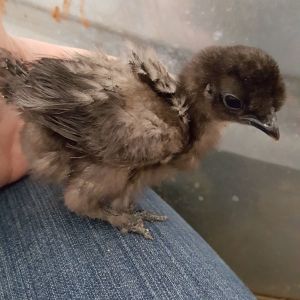 Malf, at 2 weeks, really starting to get big! His big-boy feathers starting to come in!