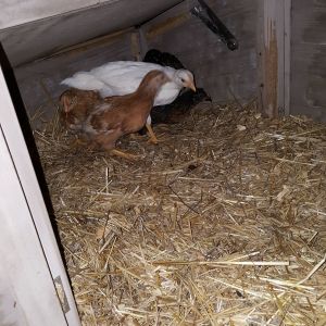 Barbra, along with a few of her sisters (Zayne's flock), snuggling up for their first night in the big-kid coop. Roughly 3 weeks old here, i'd say.