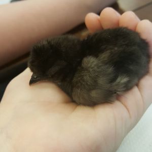 Malf at 1 day old, he fell asleep in my hand!!! ;;;