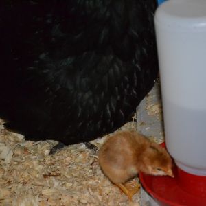 2-day old EE chick learning to drink. Hatched by broody OE Cleo on 05/18/16.