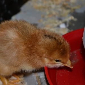 Close-up of 2-day old EE chick learning to drink. 05/19/16
