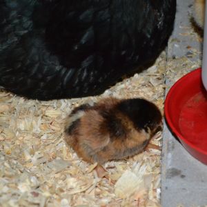 Day old BLRW chick out of 8 hatching eggs. Hatched 05/19/16.