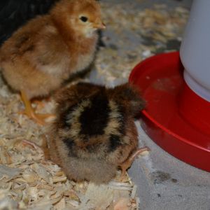 EE chick and hatch-mate BLRW chick. O5/19/16