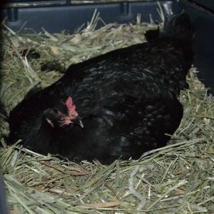 Broody OE Cleo sitting on 10 eggs. (First time.)
