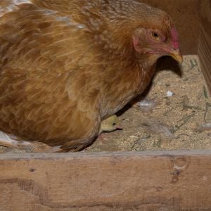 Cornish/Brahma hen with Self Blue turkey poult