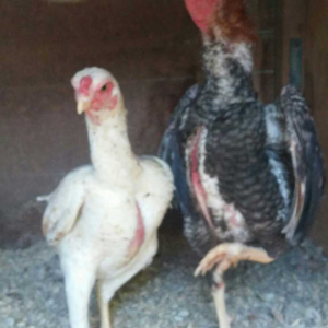 Ko shamo pair crele rooster