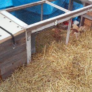 I decided on the spur of the moment to buy some baby chicks to replace my old hens that are getting long in the tooth and short on egg production.  I needed to keep the babies separated from the old girls until they were big enough to hold their own so I built this little temporary brooder coop. I will also be able to use it if I decide to set a hen in the future.