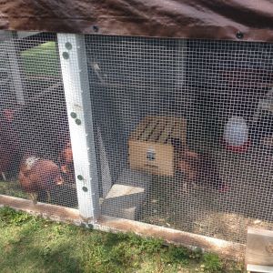 5/22/16 The gang, and Hilde (on her side).  Looks like she has everything but they have another run with all the "comforts of home".