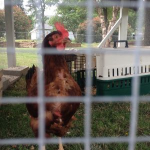 5/22/16 and feathers still slowly filling in.  This is not what we were expecting.