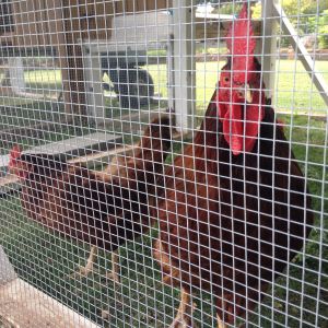 5/22/16 How Reggie looks when we come to see Hilde ... every time.