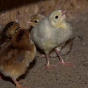 Chicks &poults