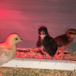 2 weeks old. Sophia the Leghorn, Cutie the Barred Rock, and Hazel the Leghorn.