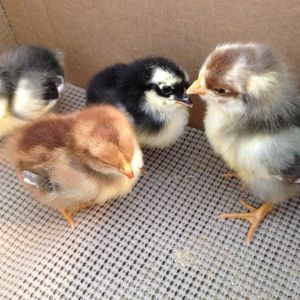 Ragnar's newest babies 4 days old