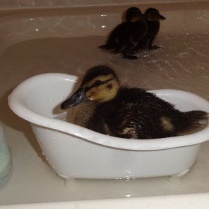 Winnie in the tub