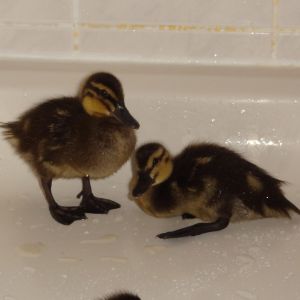 Zorro babies