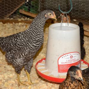 Betsy, a 12 week old barred rock, trying to eat out of the top of the feeder.  These girls are HUGE!
