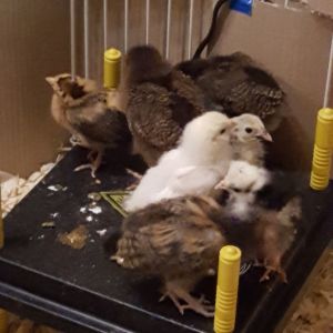 Warm day, chicks on top of heater