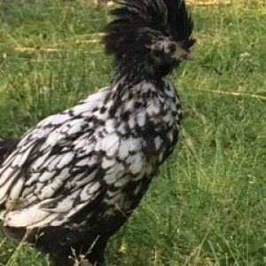 Handsome Jack, My silver laced Polish Roo