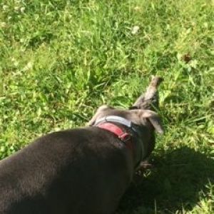 My dog Marijanne and her favorite new friend