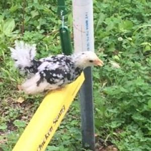 Zoomie, my Japanese Mottled bantam