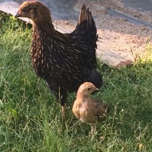 Sharona the Gold Laced Wyndotte and Goldie Hawn my gold laced seabright. Hard to believe they are the same age!