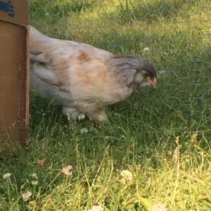 Wynona my Lavender Auracana