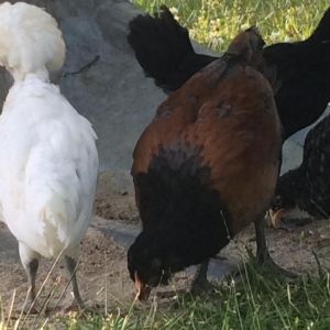 Lady Hawkins my auracana and Blache Devereaux