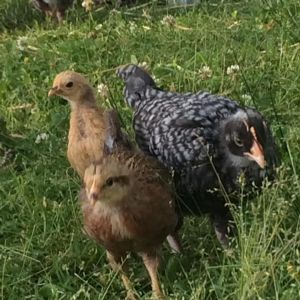 A wellsummer, a seabright ,and a french cuckoo Maran walk into a bar