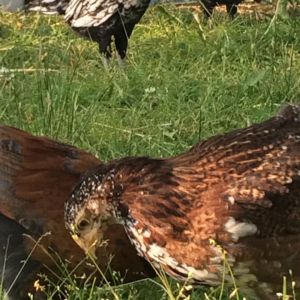 Mamie, My oldest and most loved Speckled sussex.