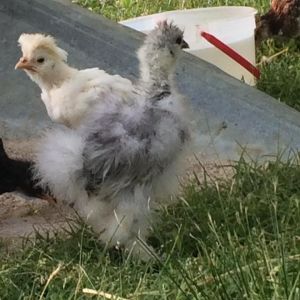 Ice one of my 4 silkies and Phyllis Dillard my splash polish