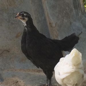 One of my 2 australorps