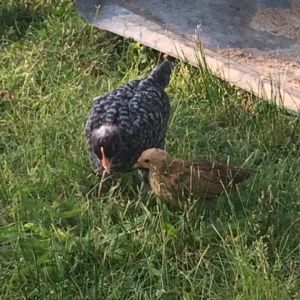 how quickly they grow up