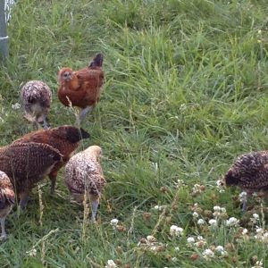 Gold and Lemon Frisian's 5-6 weeks old.