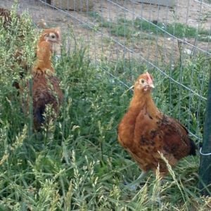 Gold Frisian pullets