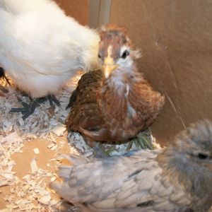 L-R: OJ and Clementine