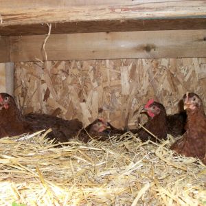 The RIR Leghorn roosters.