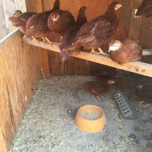 Chick nursery. This is the right side where my older babies are growing. Next they will move to a pen where they will have more outdoor access. We are just starting to let them our for a few hours at a time so they can explore and catch bugs.
