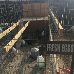 Bantam Pen. I divided one of our larger pens off for the bantam chickens. They roost on the long 2x4s at night and have shade and protection from rain under the cover I built.