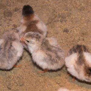 Coral Blue, Violet and Royal Purple keets