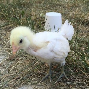 After my brother died, I went to the feed store and saw this one. They thought she was a Cornish cross (only one in the bin left that looked like this), I say white EE.