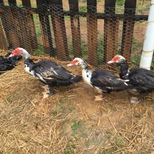 3 Muscovy, newest flock members! Purchased 6/3/16 at Sano Goat & Sheep Auction