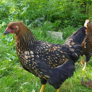 Goldlace Wyondotte, 12 weeks old