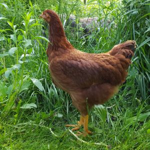 Red Cross hen, 12 weeks
