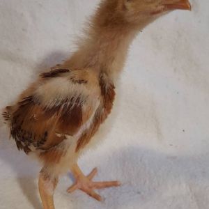 Red Cross pullet