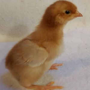 Red Cross pullet, 3 days old