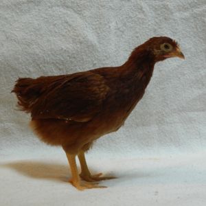 Red Cross pullet