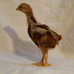 Red Cross pullet