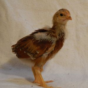 Red Cross pullet